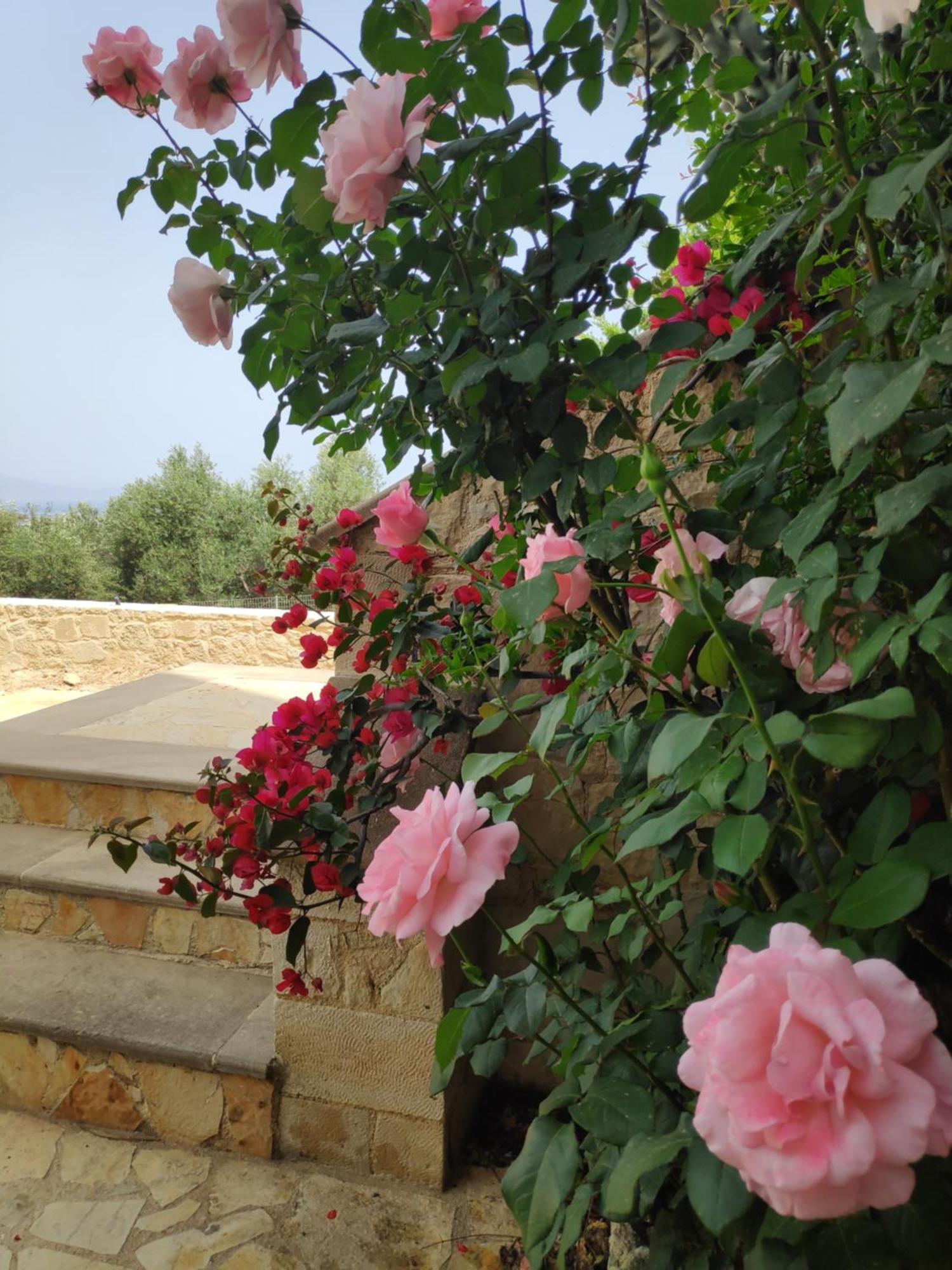 Xenia'S Countryside Guesthouse Agia Marina 外观 照片